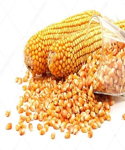 Yellow maize